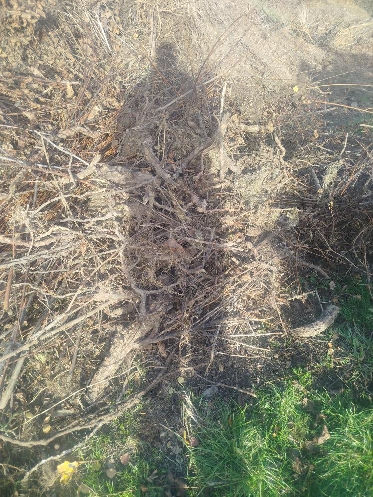 Foto-koreny-kompost-za-VKK